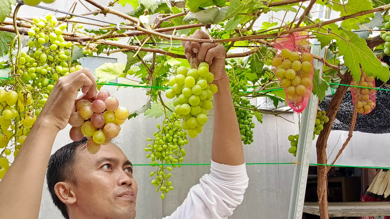 LEBAT: Ciamik saat memanen anggur jenis Everest dan Tamaki yang ditanam di rumah di Desa Asembagus, Kecamatan Kraksaan.