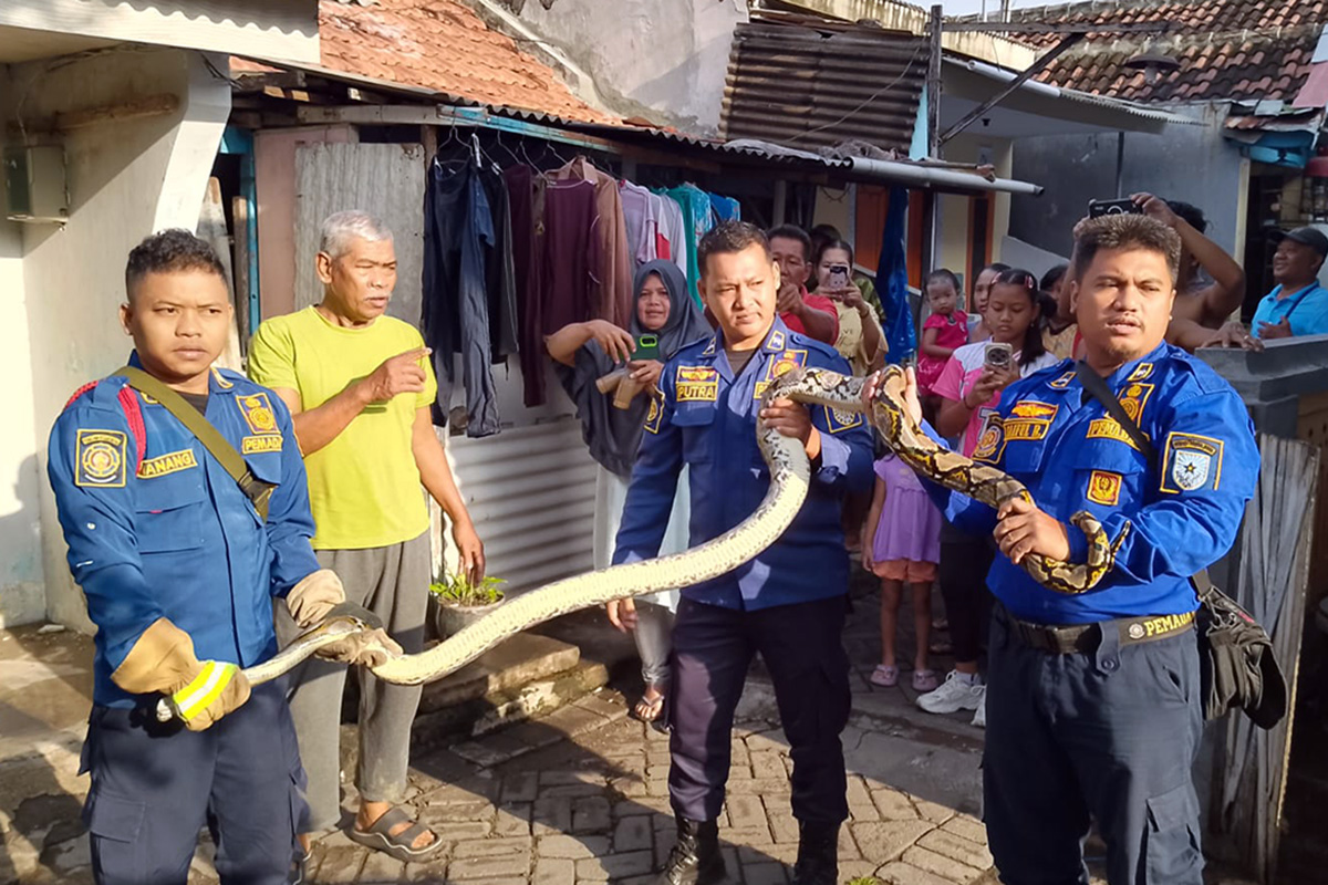 EVAKUASI: Petugas Damkar Satpol PP Kota Probolinggo saat melakukan evakuasi ular piton sepanjang 5 meter di Kelurahan Mangunharjo, Kecamatan Mayangan, Kota Probolinggo, (11/1) pagi.