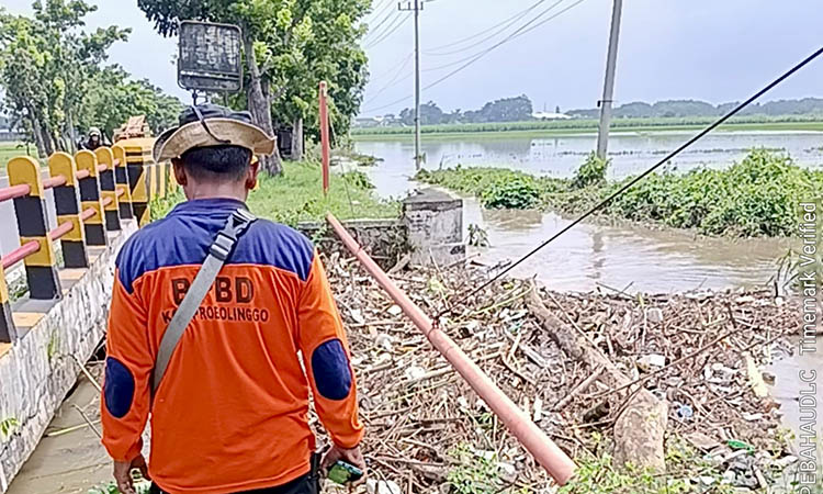 MELUBER: Personel BPBD meninjau penyebab banjir yang meluber ke sawah warga di Desa Brumbungan Lor, Kecamatan Gending beberapa waktu lalu.