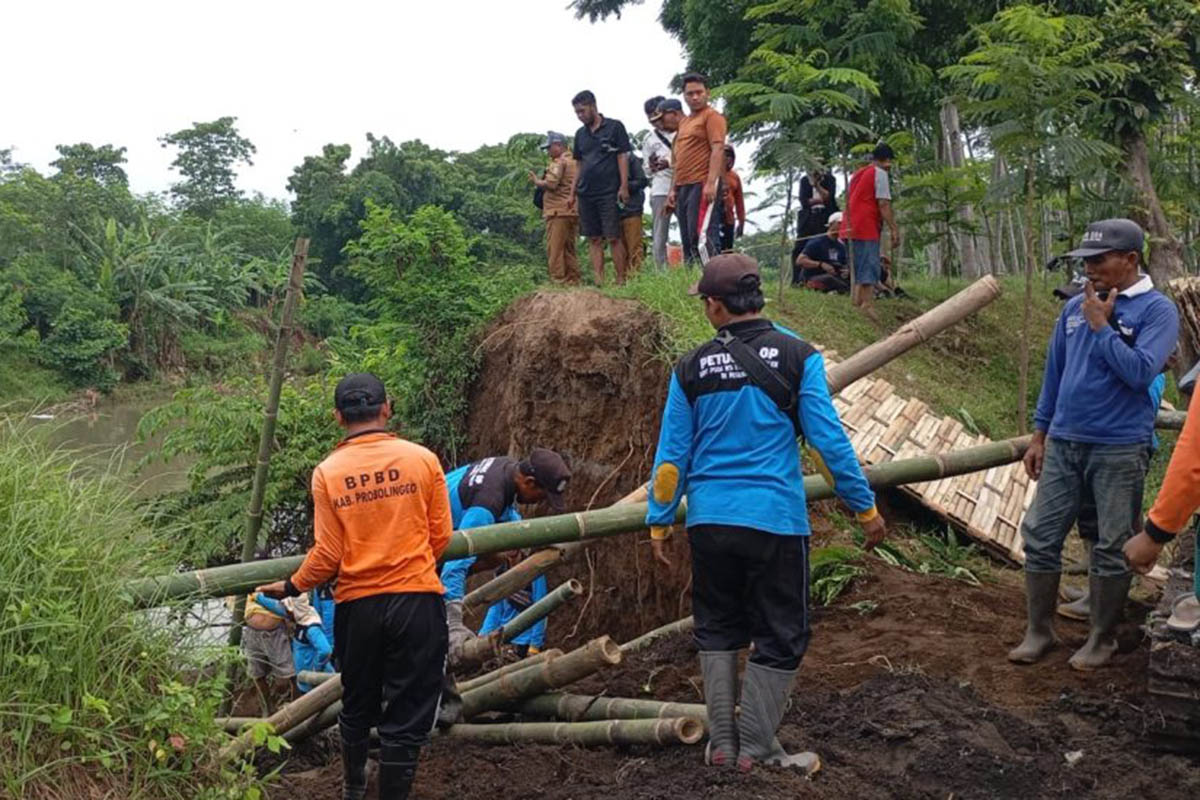 Petugas BPBD Kabupaten Probolinggo bersama lintas sektor gotong royong memasang bambu dan seksek di tanggul sungai jebol di Desa Sukokerto Kecamatan Pajarakan.