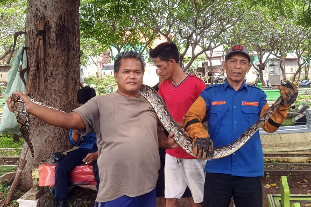 AMANKAN: Ular sanca sepanjang lebih dari 3 meter yang berhasil diamankan tim Damkar Kota Pasuruan. Keberadaan ular itu, sempat memicu kepanikan warga.