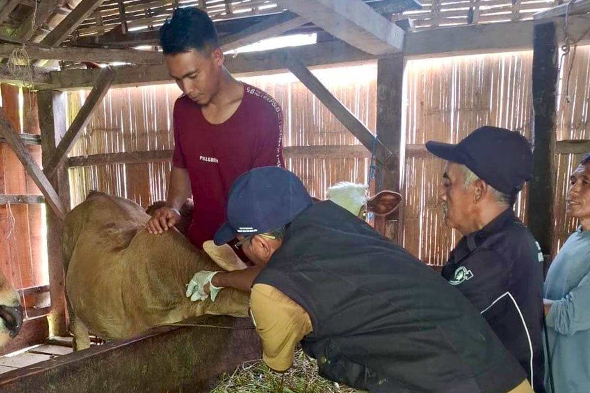 DISUNTIK: Petugas Dinas Pertanian sedang memvaksin sapi di Kecamatan Pakuniran. Hingga kini potensi PMK masih diwaspadai.
