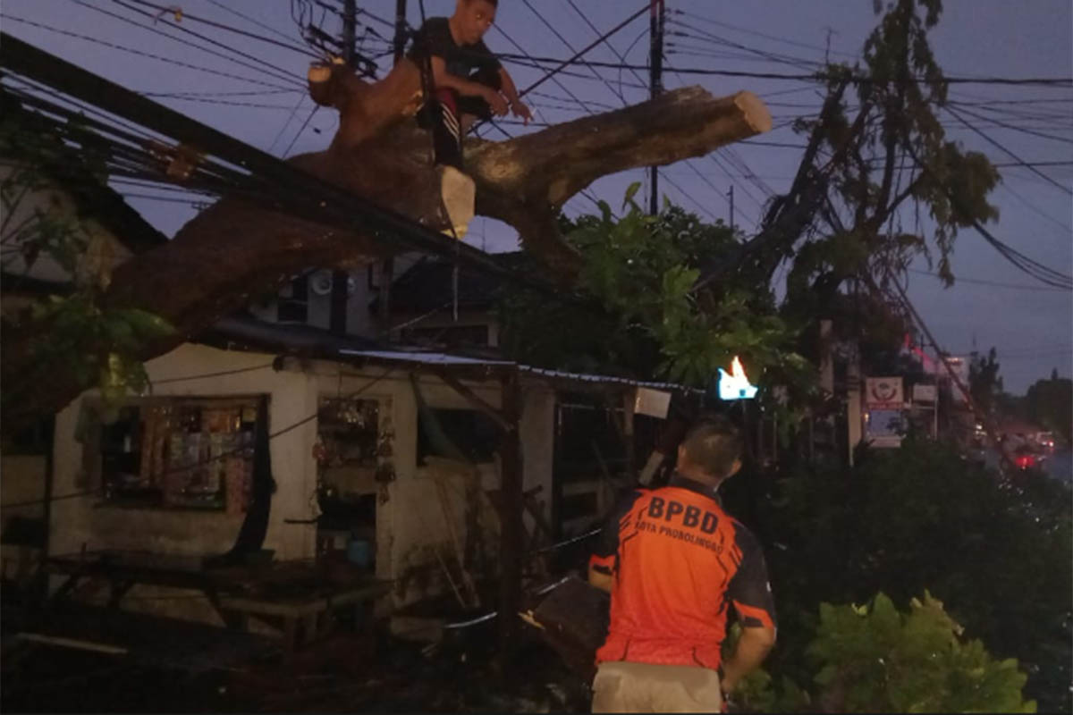 POTONG: Sejumlah warga bantu pemotongan pohon di rumah Juma