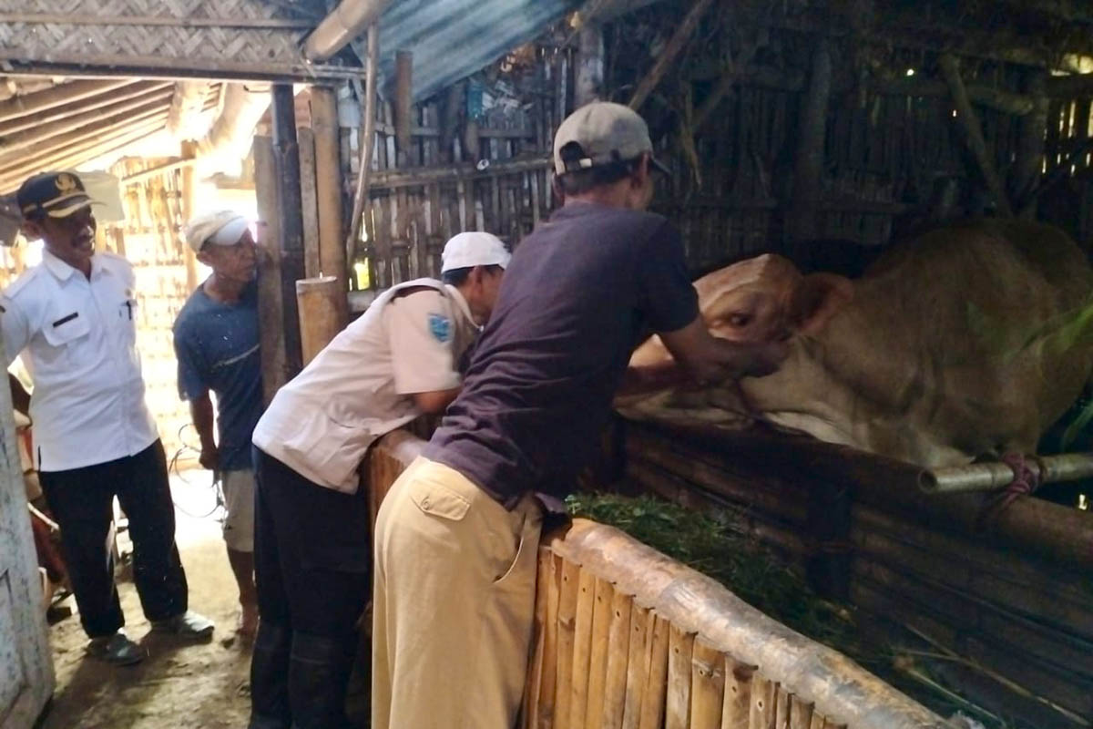 MASIH GENCAR: Sapi ternak milik warga di Kabupaten Probolinggo saat divaksin PMK.
