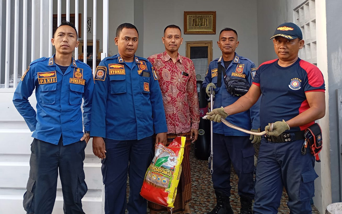 Petugas damkar saat mengevakuasi ular sawah yang masuk ke rumah warga Jati, Mayangan, Senin (2/2).