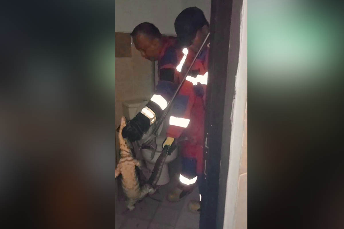 BESAR: Personel damkar mengevakuasi biawak yang masuk rumah. Selama musim masih berlangsung, damkar waspadai laporan binatang liar masuk rumah.