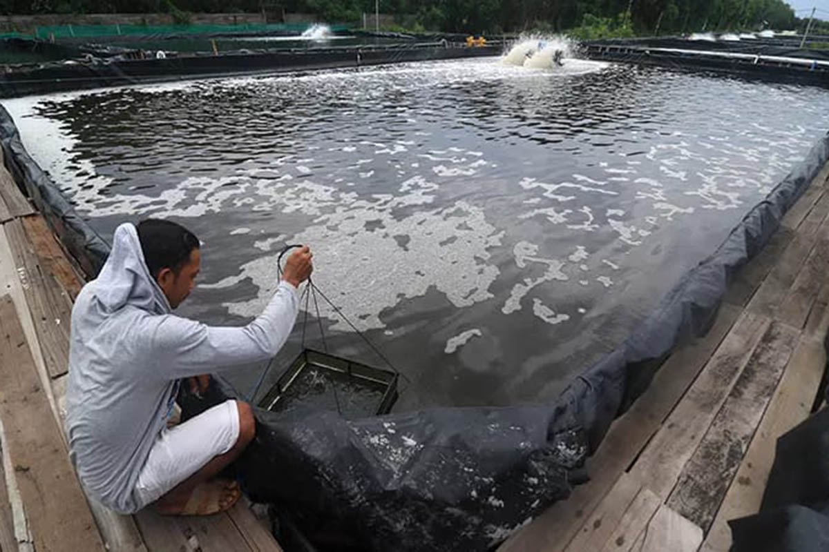 PENGECEKAN: Seorang pembudidaya udang saat melakukan pengecekan kondisi kolam. Sepanjang tahun lalu, produksi budi daya perikanan melampaui target.
