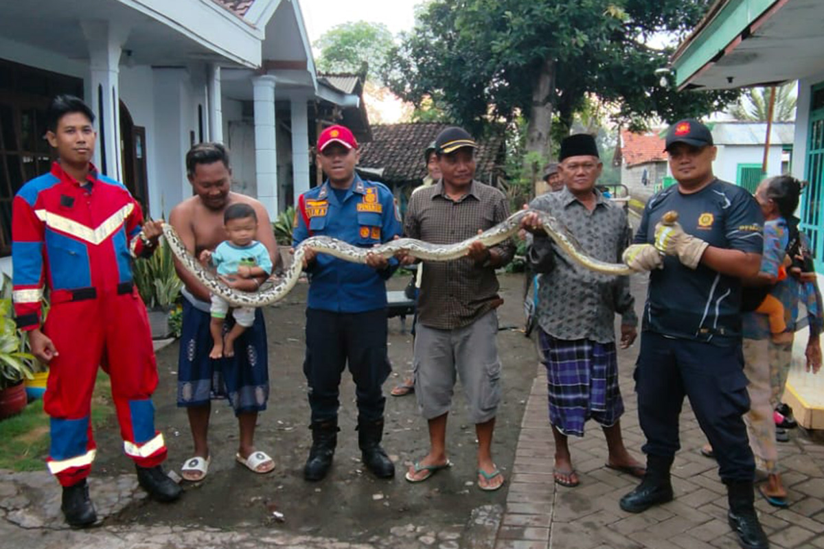EVAKUASI: Petugas Damkar Satpol PP Kota Probolinggo saat mengevakuasi ular piton di Kelurahan/Kecamatan Kedopok, Kota Probolinggo, Jumat (6/2) pagi