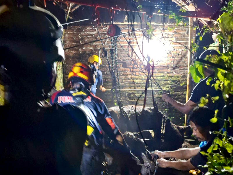 HATI-HATI: Personel damkar mengevakuasi sapi di Desa Liprak Kidul, Sabtu (8/2) malam.
