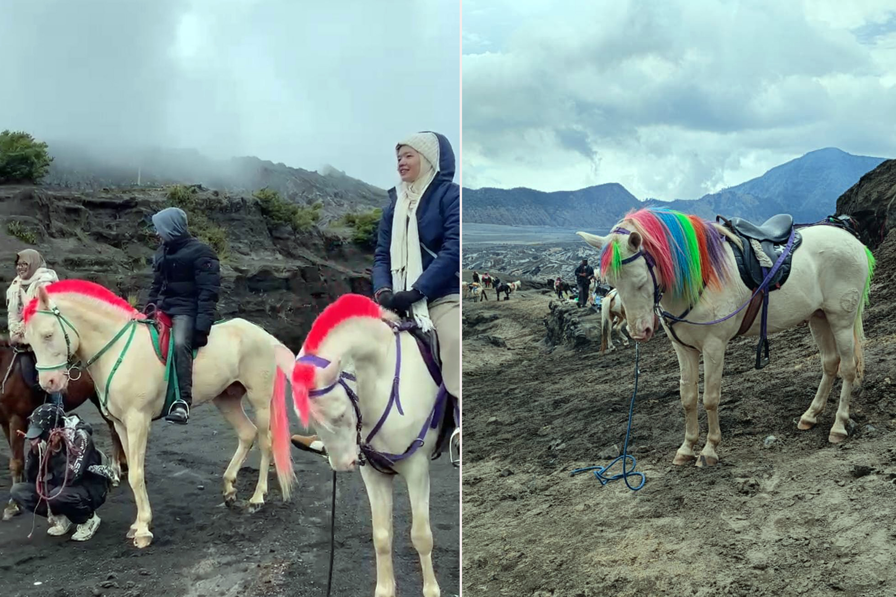 BERWARNA: Tampak sejumlah kuda yang telah diwarnai di kawasan Taman Nasional Bromo Tengger Semeru (TNBTS).