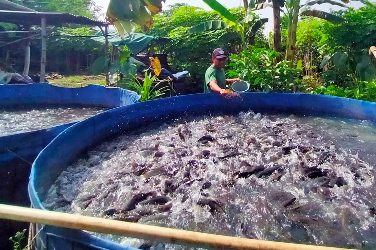BERI PAKAN: Seorang pembudidaya ikan di wilayah Pasuruan saat menebar pakan di kolam terpal. Tahun ini, Pemkot Pasuruan menargetkan kenaikan produksi ikan hingga 2 persen.