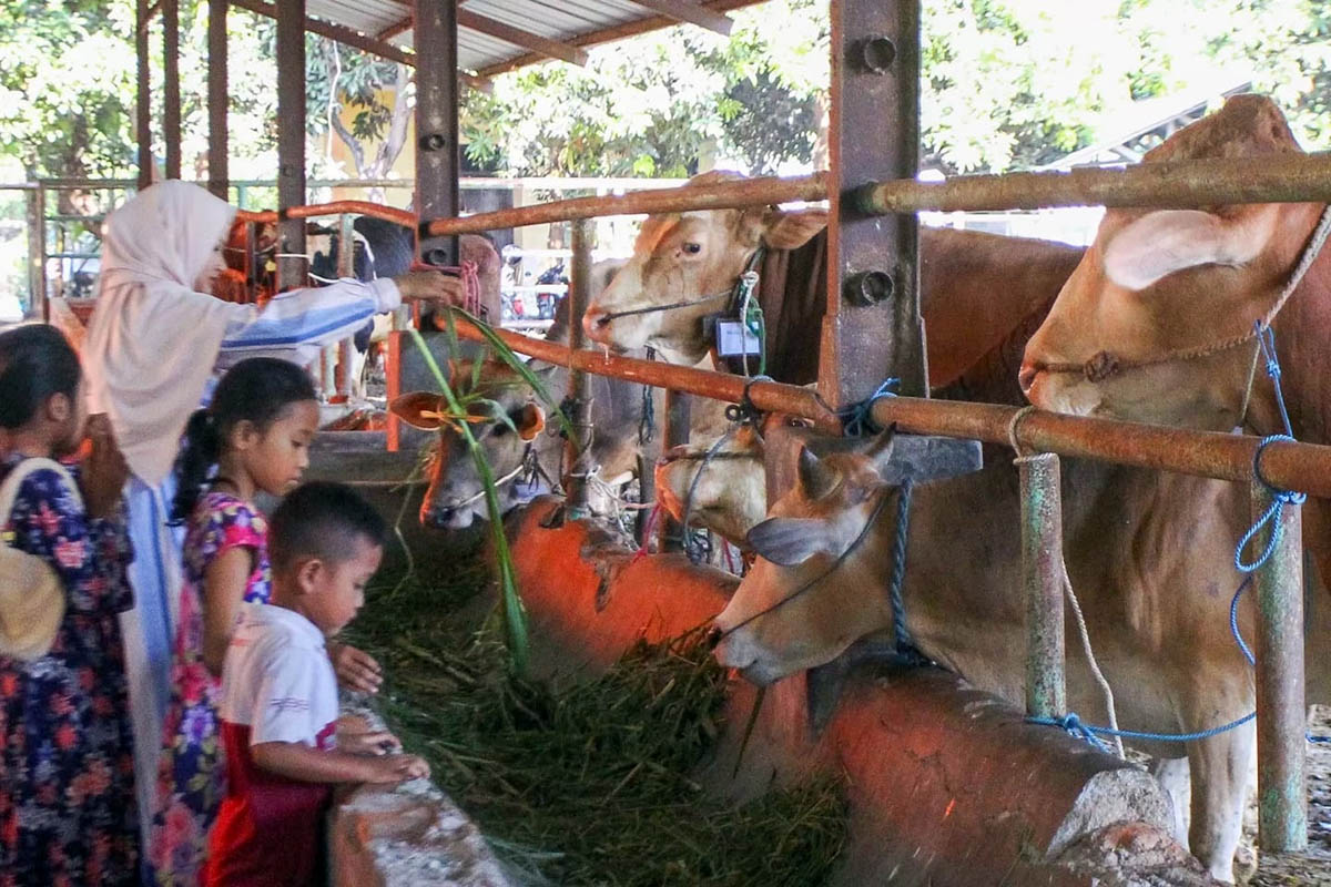 BERI MAKAN: Deretan sapi yang siap disembelih. Penyembelihan dilakukan di RPH, salah satunya Blandongan. Sejauh ini, RPH setempat menerima permintaan penyembelihan hewan, sebanyak 10 ekor per harinya.