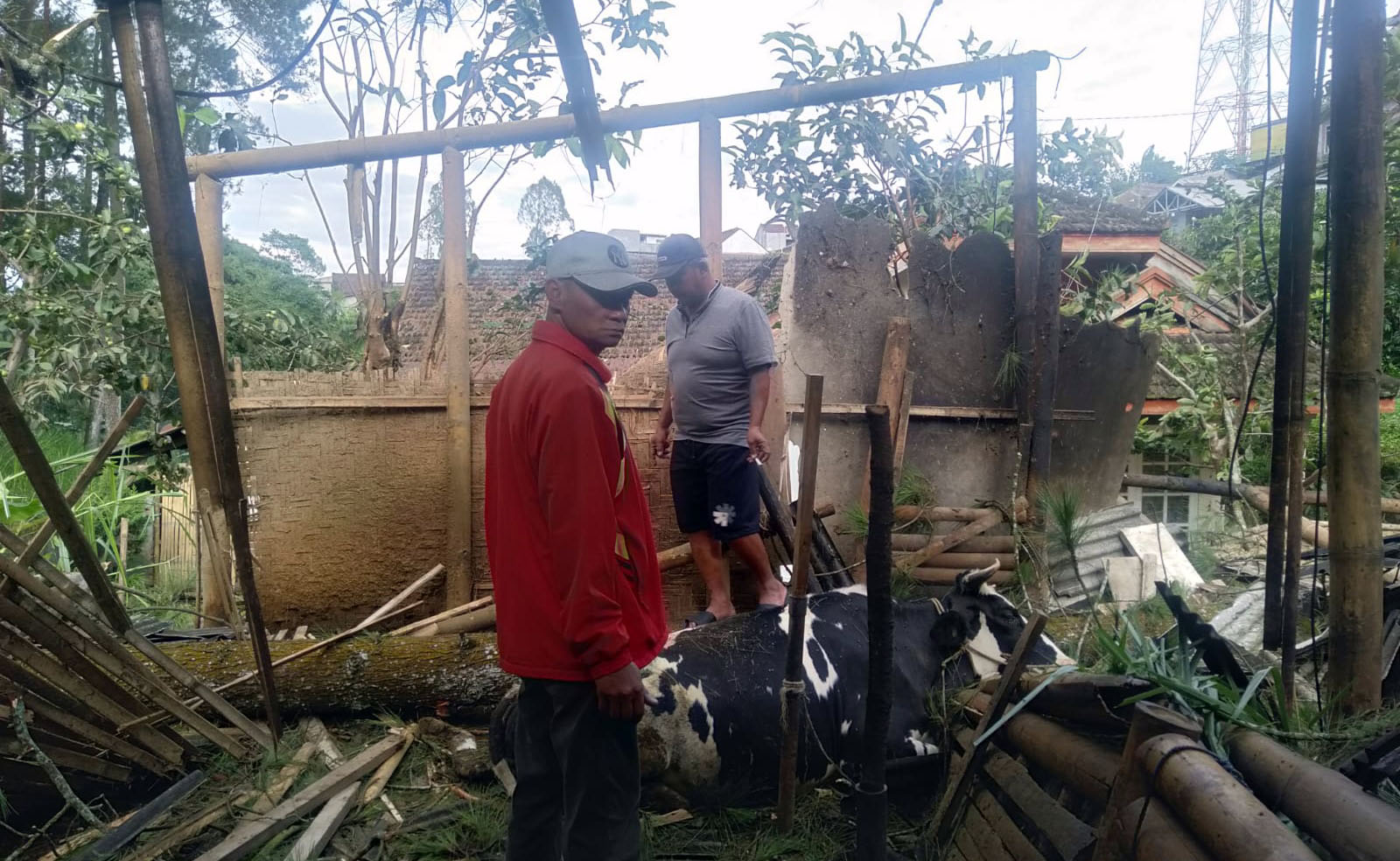Warga saat mengevakuasi sapi mati dan kandang yang tertimpa pohon pinus.