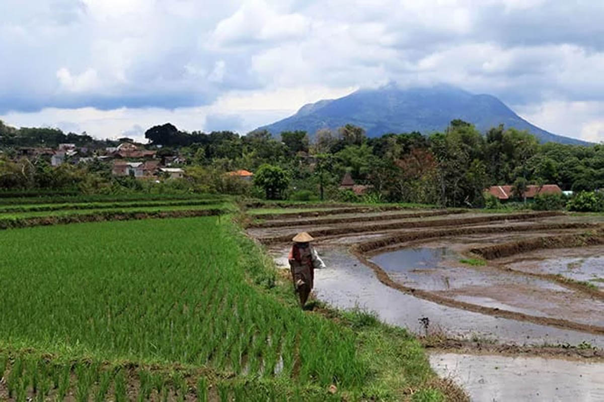 LEBIH HIJAU: Kawasan pertanian di wilayah Kabupaten Pasuruan. Untuk mendukung produktifitas pertanian, pupuk menjadi bagian yang penting.