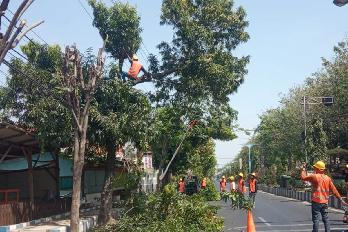 ANTISIPASI: Petugas PLN memotong pohon yang dekat jaringan di wilayah Kraksaan.