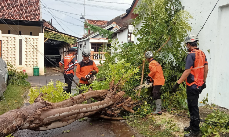 EVAKUASI: Petugas BPBD Kota Probolinggo saat melakukan evakuasi pohon tumbang di Jalan Hayam Wuruk, Kelurahan Mangunharjo, Kecamatan Mayangan, Kota Probolinggo, Rabu (18/2) sore.