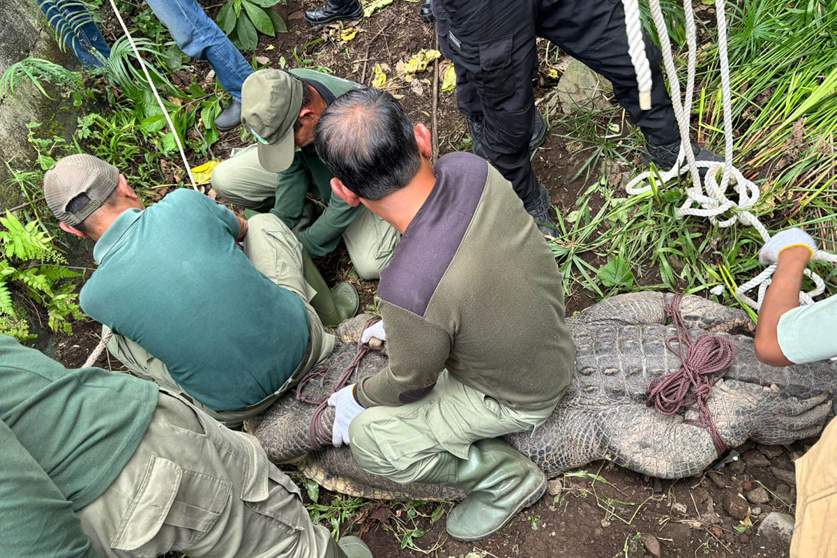 DIEVAKUASI: Tim gabungan Damkar dan KKP saat mengamankan buaya berukuran panjang 3,3 meter. Buaya tersebut dipelihara warga sejak kecil.