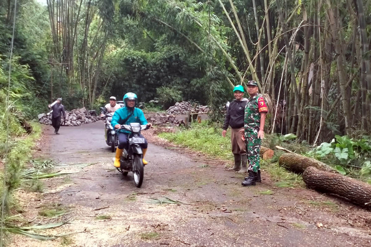 BISA DILALUI: Jalan Gendro - Blarang, Desa Blarang, Kecamatan Tutur, yang sempat tertutup oleh pohon pinus. Kini, jalan setempat bisa dilalui.