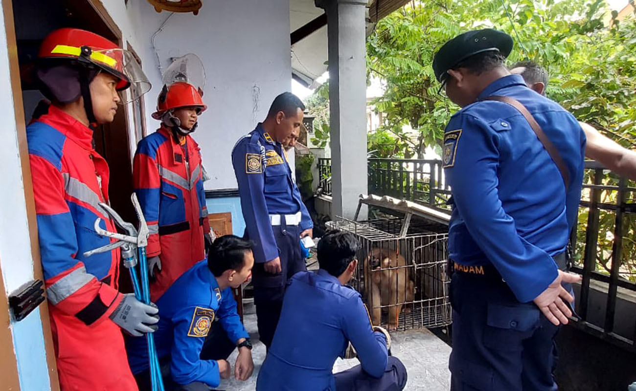 NGAMUK: Petugas Damkar Kota Probolinggo saat melakukan evakuasi beruk milik Arifin, warga Kelurahan Mangunharjo, Kecamatan Mayangan, Kota Probolinggo yang mengamuk, Selasa (24/2) 