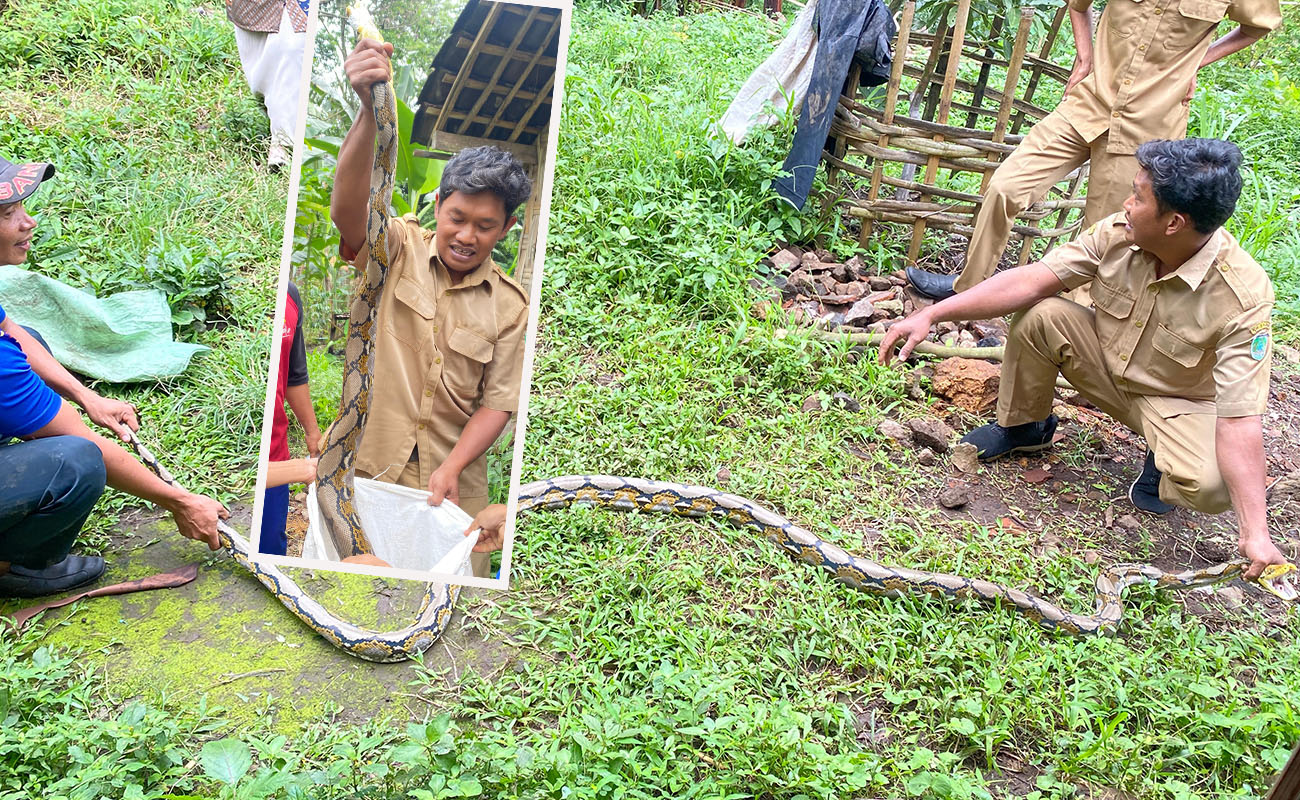 Warga Dusun Cowek, Desa Jatiarjo, Kecamatan Prigen saat mengevakuasi ular sanca sepanjang 3 meteran dari permukiman warga.