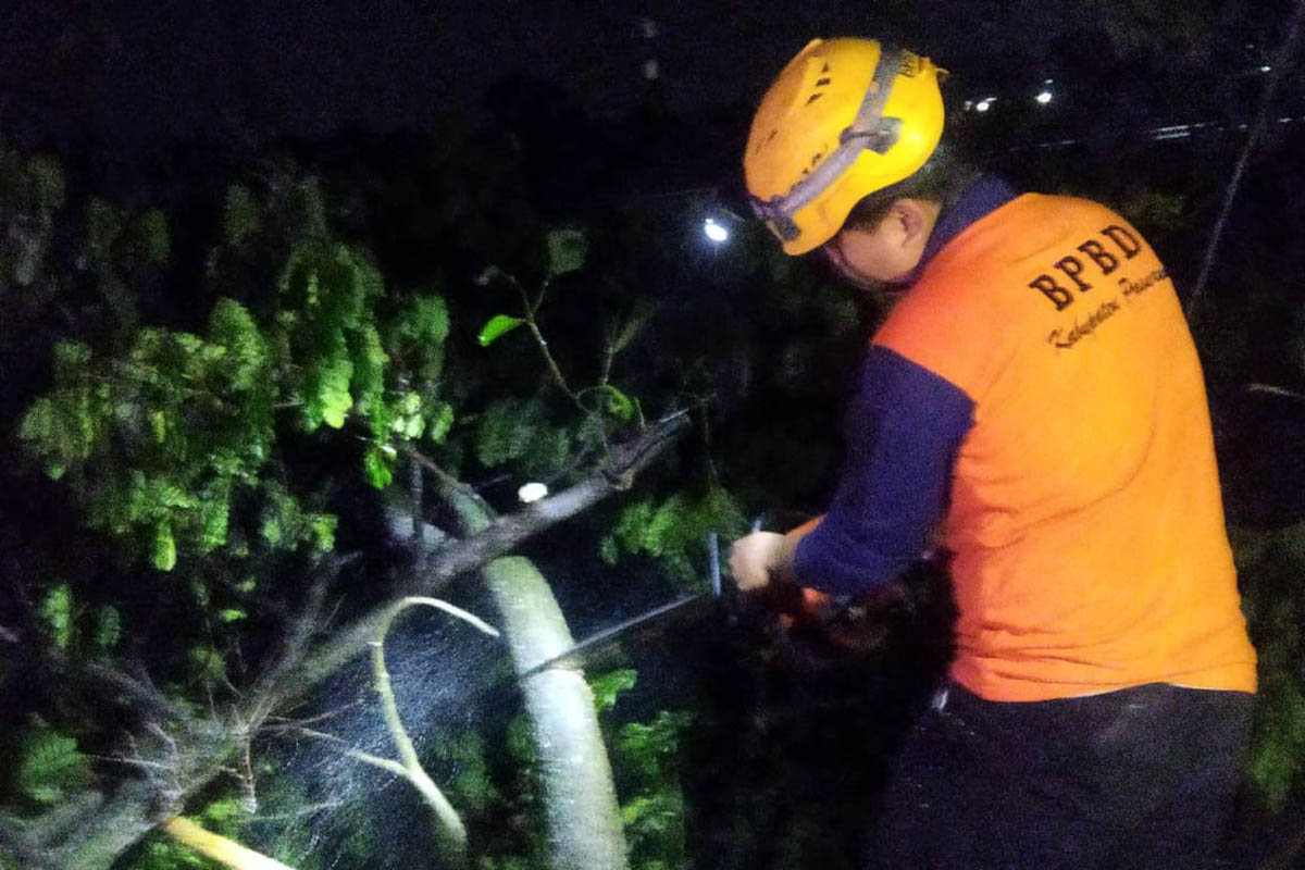 POTONG: Tim BPBD Kabupaten Pasuruan saat melakukan evakuasi dengan memotong kayu yang tumbang tersebut.