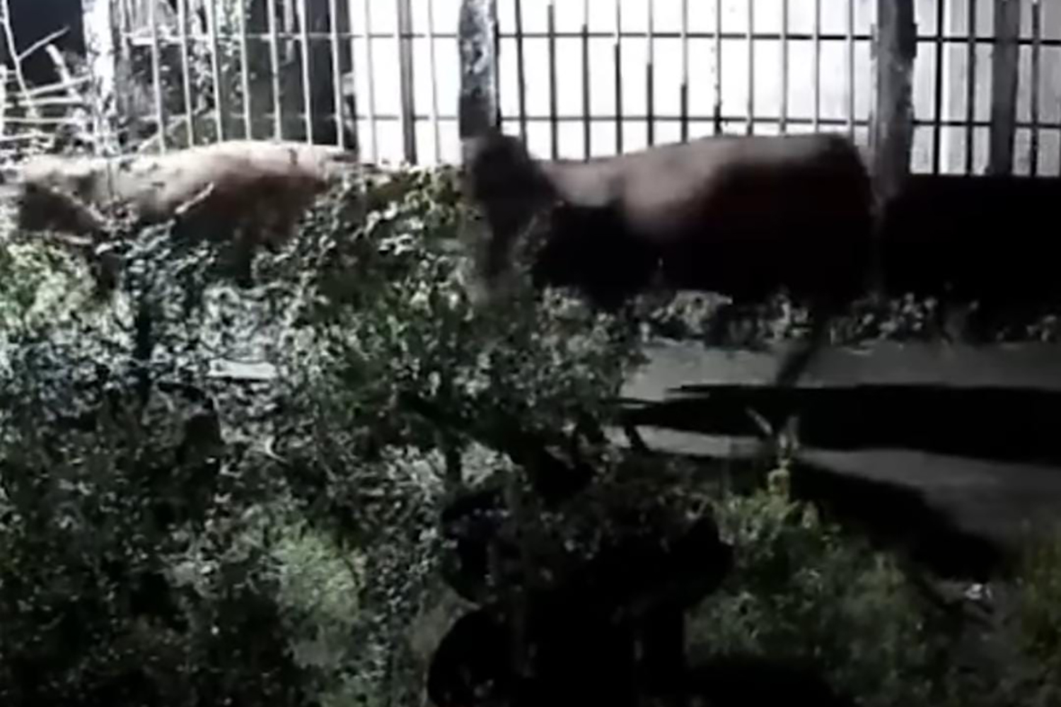 RAIB: Dua orang pelaku pencurian sapi limousin milik Sanin, 61, warga Desa Tigasan Wetan, Kecamatan Leces, Kabupaten Probolinggo, yang terekam CCTV sekitar lokasi pada Sabtu (28/2) dini hari.