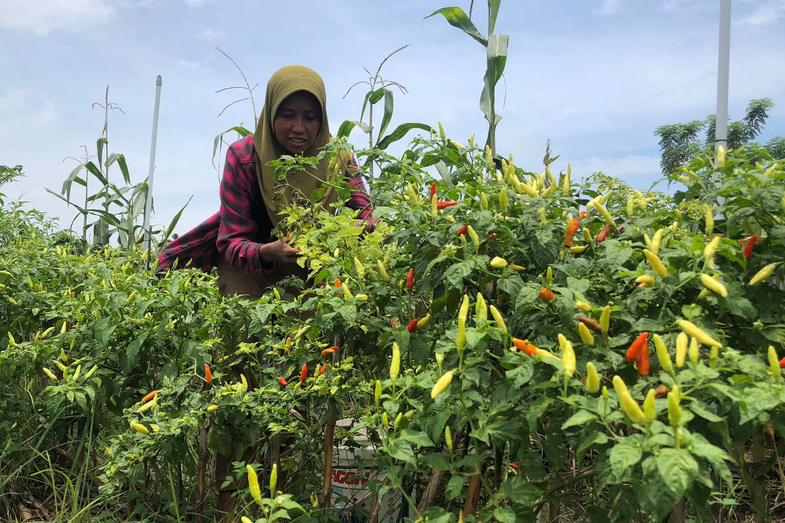 PANEN: Petani cabai di Kelurahan Kebonsari Wetan, Kecamatan Kanigaran, Kota Probolinggo, panen cabai.