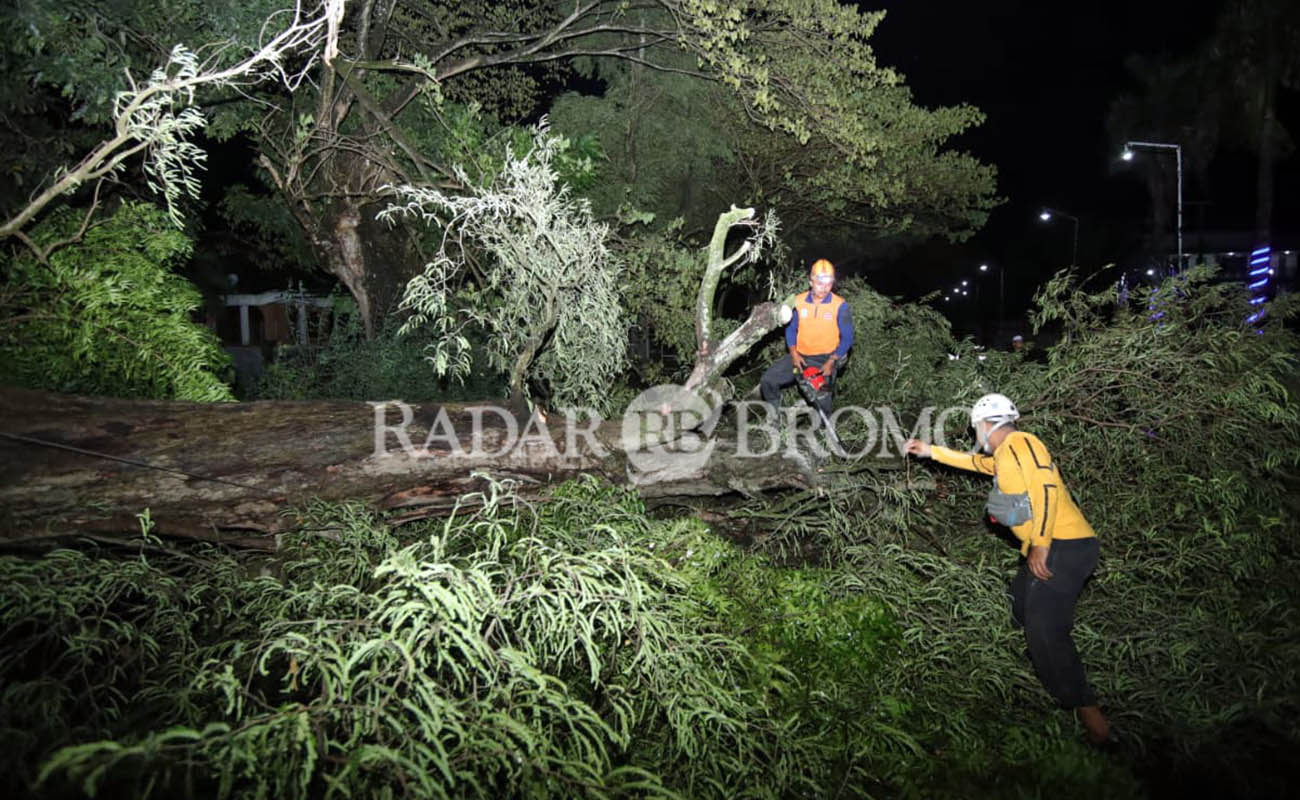 Petugas saat mengevakuasi pohon besar yang tumbang dan sempat menutup jalur Rejoso-Winongan, Rabu malam (4/3)