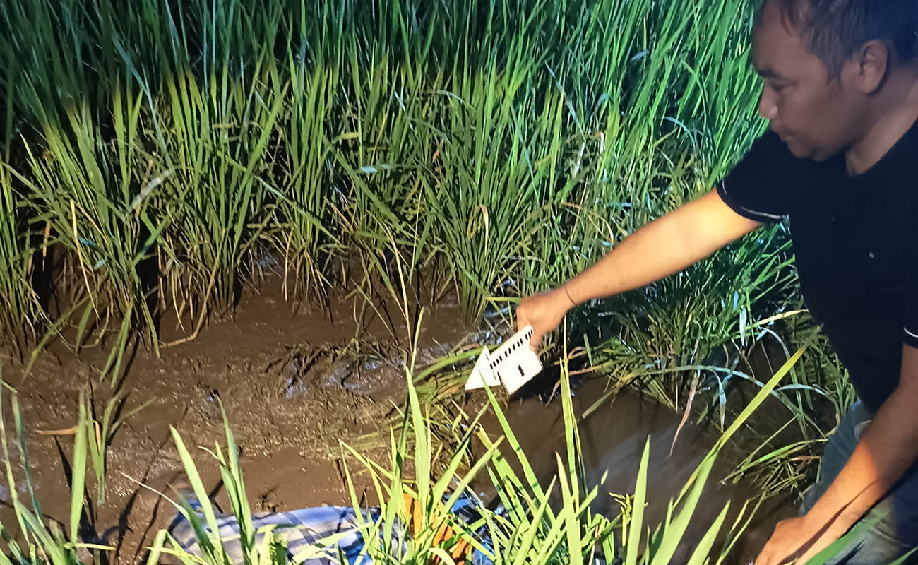 Petugas saat hendak mengevakuasi jenazah kakek Poniman di areal sawah, Karangrejo, Gempol, Kabupaten Pasuruan. 