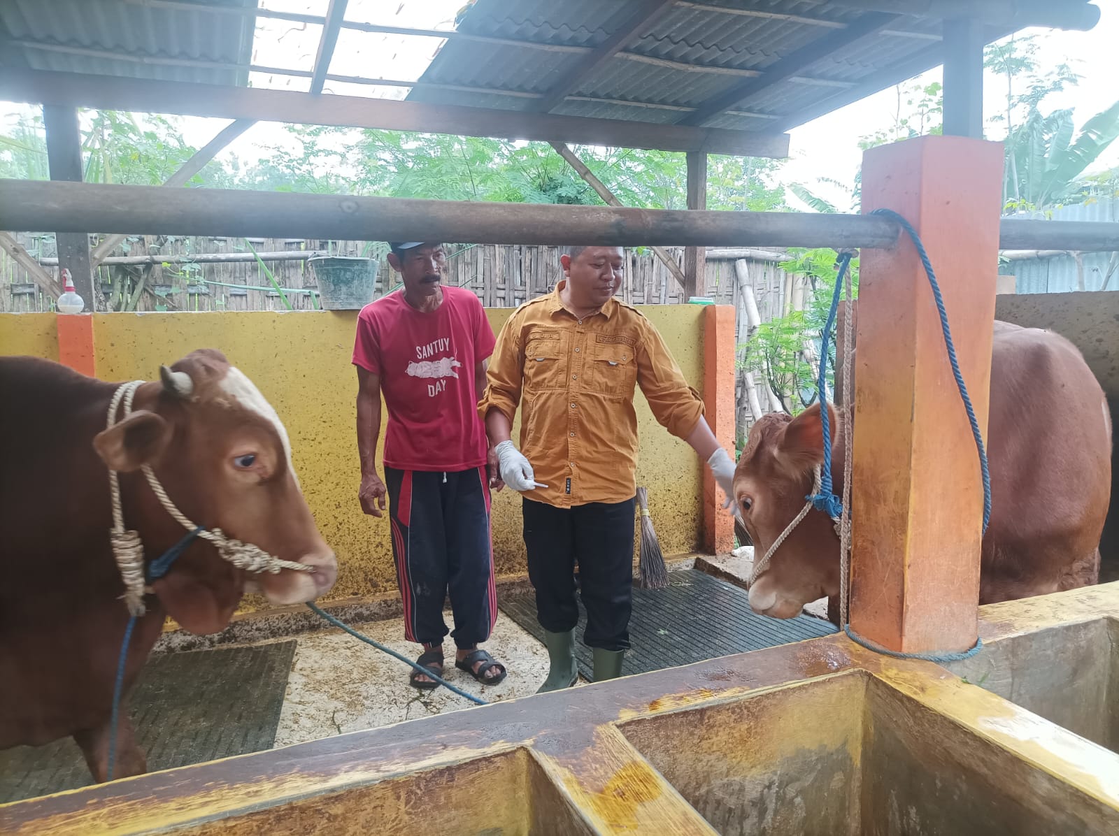 DIVAKSIN: Petugas dari Dinas Perikanan, Pertanian dan Ketahanan Pangan Kota Pasuruan saat akan melakukan vaksinasi pada hewan ternak. 