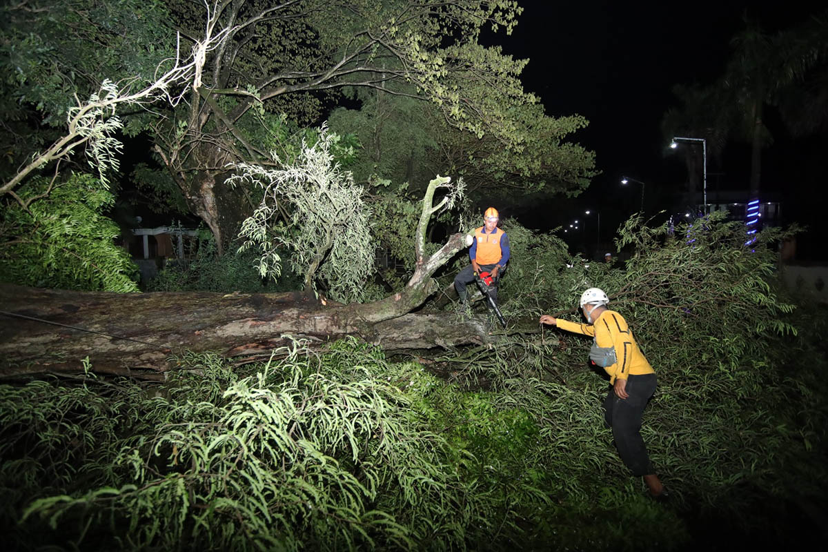 TUMBANG: Tim BPBD Kabupaten Pasuruan saat mengevakuasi pohon tumbang yang menutup jalan di wilayah Kabupaten Pasuruan beberapa waktu lalu. Ancaman angin kencang, perlu diwaspadai masyarakat.