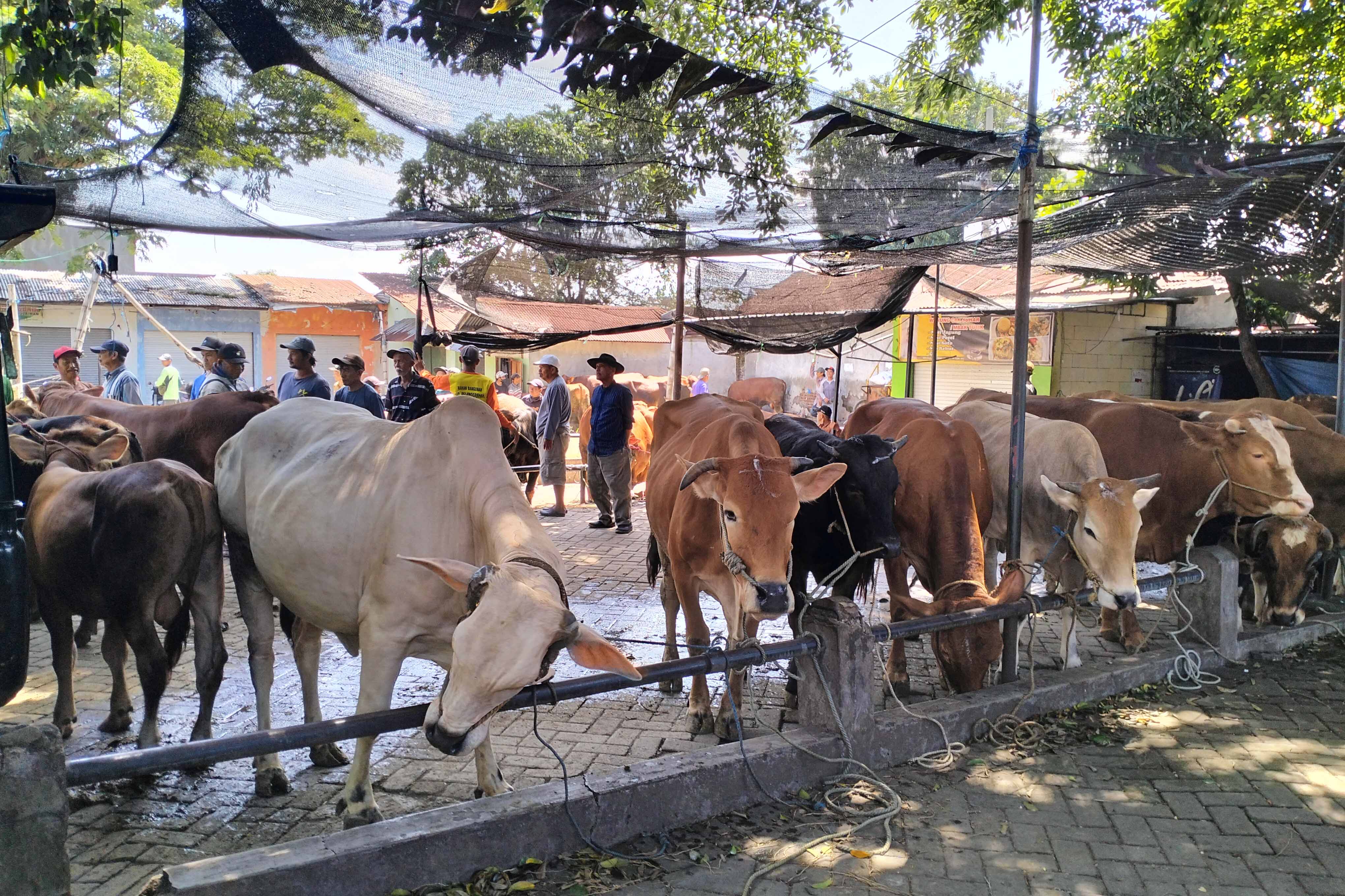 PADAT: Aktivitas Pasar Hewan Sukorejo yang dipadati pedagang dan sapi. Situasi tak nyaman sempat mewarnai kawasan setempat, lantaran blantik sapi yang kesulitan memperoleh barang dagangan. 