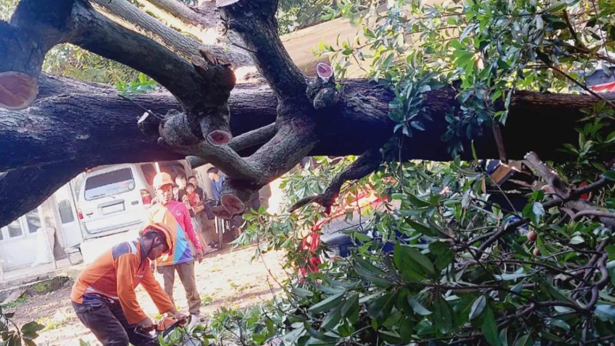APES: Pohon tumbang yang menimpa mobil milik warga Dusun Buluagung Wonowoso, Desa Sengonagung, Kecamatan Purwosari. (Foto: Istimewa)