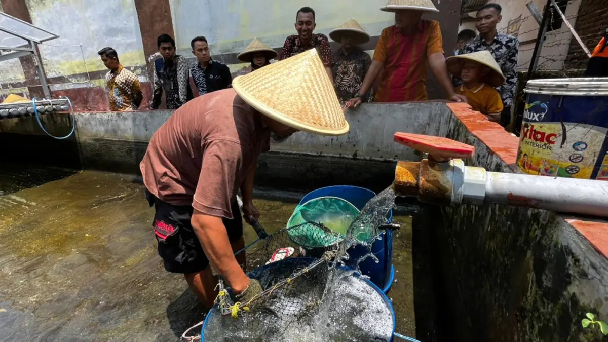 Warga binaan saat memanen ikan nila yang dibudidayakan di areal Rutan Bangil. 