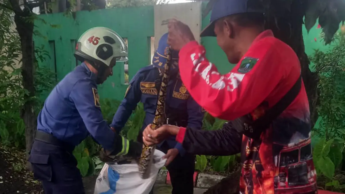 EVAKUASI: Tim Damkar Kabupaten Pasuruan saat mengevakuasi ular sanca yang ada di KUA Bangil. (Damkar for Radar Bromo)