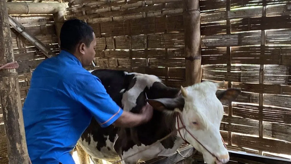 SUNTIK: Salah satu sapi milik peternak yang divaksin. Langkah ini dilakukan, untuk mencegah terjangkitnya virus PMK. (Pemkab Pasuruan for Radar Bromo)