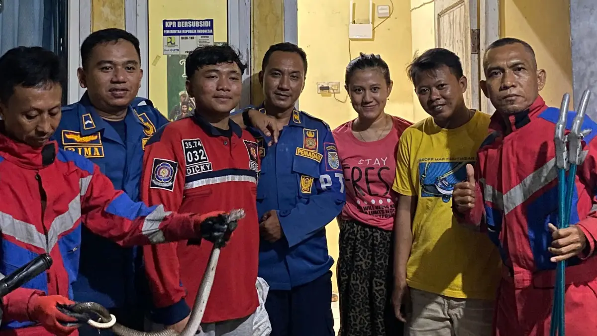 BERACUN: Anggota Damkar Satpol PP Kota Probolinggo mengevakuasi seekor ular kobra di dapur Fitri, warga Kelurahan Jrebeng Lor, Kota Probolinggo, Rabu (8/4) malam. (DAMKAR SATPOL PP KOTA PROBOLINGGO FOR JAWA POS RADAR BROMO)