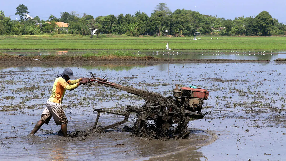 GARAP: Seorang petani Kota Pasuruan sedang membajak sawah di Kelurahan Kepel, Kecamatan Bugul Kidul, Kota Pasuruan. (Mokhamad Zubaidillah/Radar Bromo)
