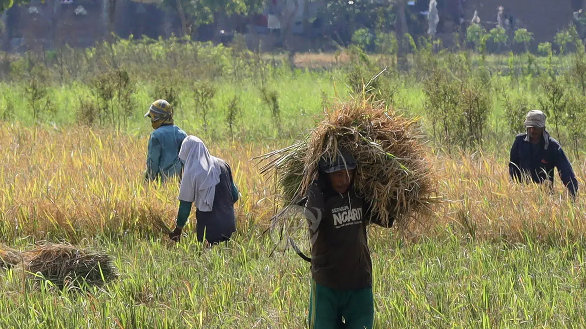 KETAHANAN PANGAN: Petani di wilayah Gadingrejo memanen padi di lahannya beberapa waktu lalu. Setelah cuaca ekstrem, petani akan dihadapi kemarau. (Foto: M Zubaidillah Jawa Pos Radar Bromo)