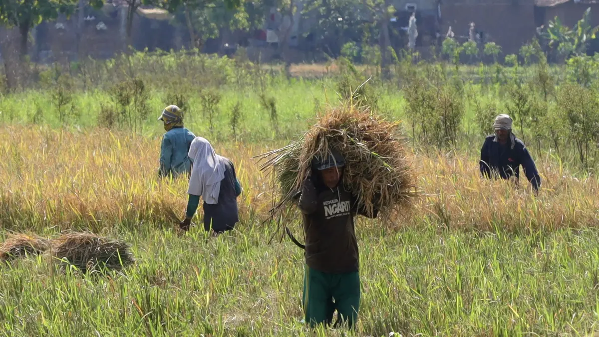 PANGGUL: Tiga buruh tani saat memanggul gabah-gabah yang ada di sawah. Sejauh ini, realisasi penyaluran beras SPHP di Kabupaten Pasuruan, masih rendah. (M Zubaidillah for Jawa Pos Radar Bromo)