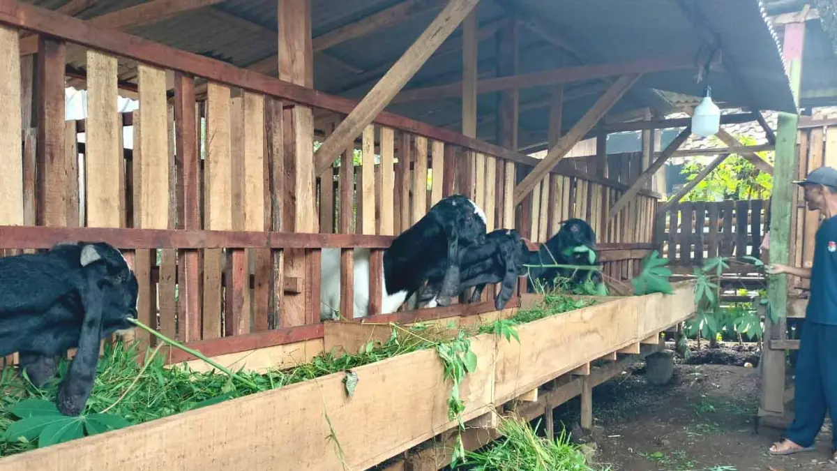 SEHAT: Warga memberi pakan kambing kaligesing yang dikelola BUMDes Desa Tulupari. (Pemdes Tulupari For Jawa Pos Radar Bromo)