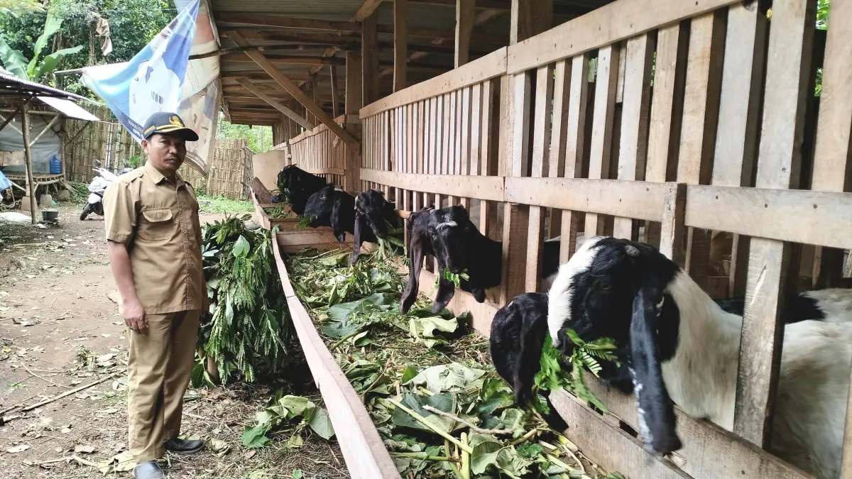 GEMUK: Bendahara Desa Tegalwatu Zuhrianto melihat kambing kaligesing yang dipelihara dalam kandang komunal di RT 3/RW 2, Dusun Togur. (Achmad Arianto/Jawa Pos Radar Bromo)