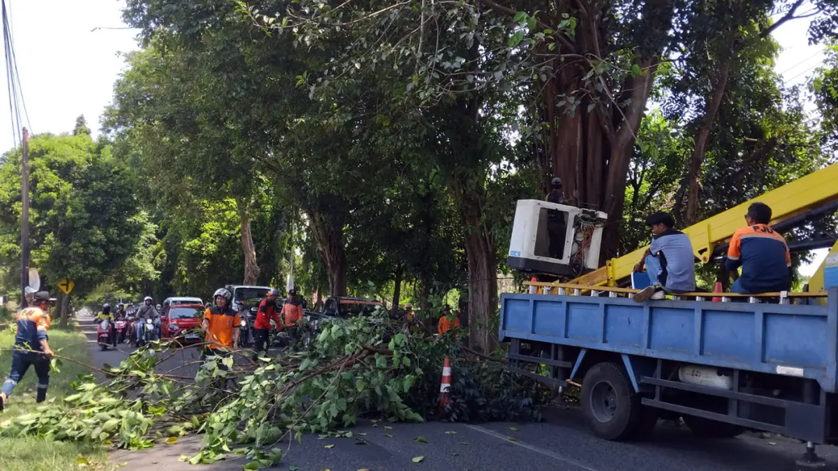 PANGKAS: Petugas gabungan DLH, Dishub, dan BPBD Kota Probolinggo saat melakukan pemangkasan pohon di Jalan Mastrip, Kota Probolinggo, Rabu (15/4)