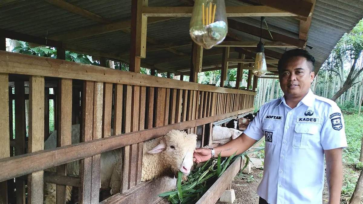 GEMUK: Kepala Desa Pesawahan Sofyan memberi pakan domba jenis merino yang diternakkan dalam kandang di RT 8/RW 2, Dusun Bangsal. (Foto: Achmad Arianto/Jawa Pos Radar Bromo)