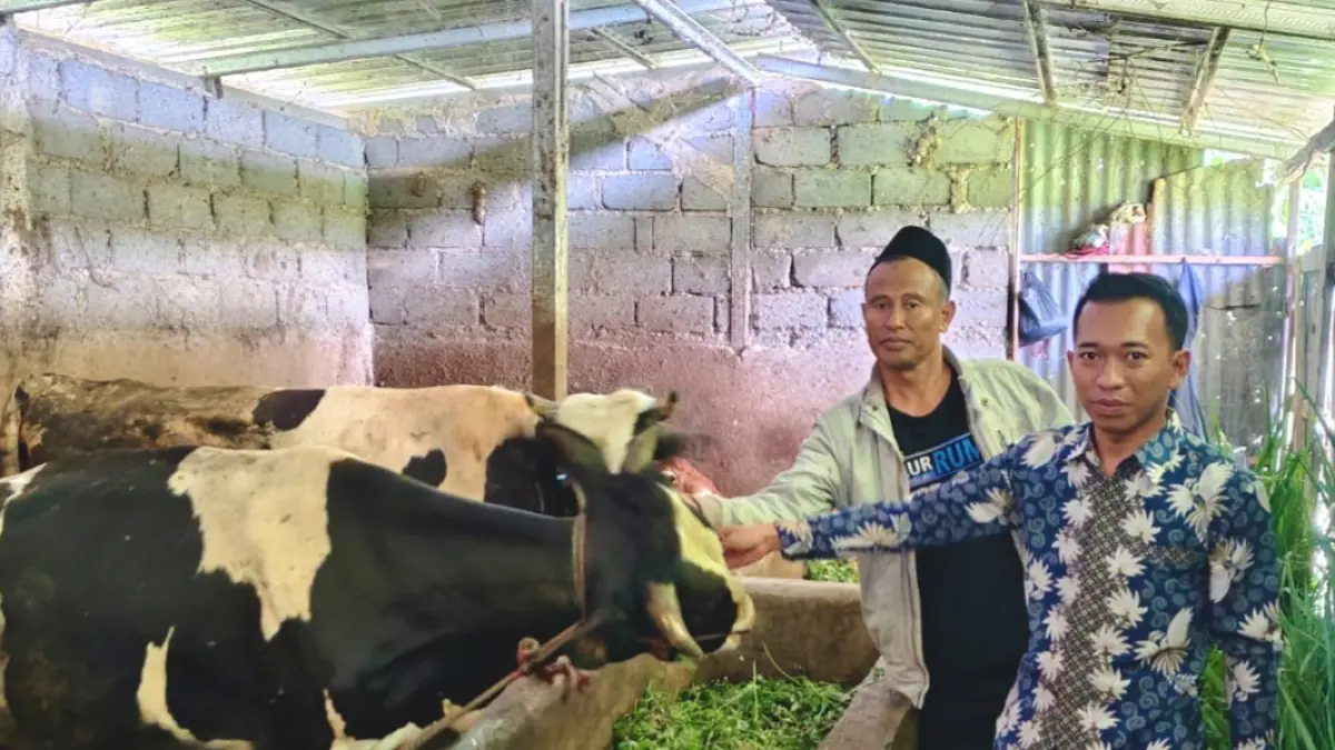 GEMUK: Perangkat Desa Tiris Rival mengecek kondisi sapi program ketahanan pangan pemerintah desa di kandang Dusun Jambuan. (Pemdes Tiris For Jawa Pos Radar Bromo)