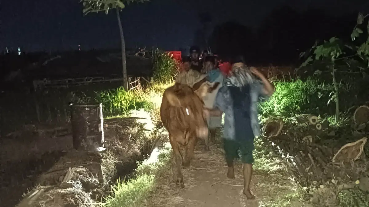 PATROLI: Warga membawa sapi milik Saiful Akbar yang ditinggalkan pencuri di sekitar Makam Cina di Kecamatan Kedopok, Kota Probolinggo, Minggu (19/4). (POLRES PROBOLINGGO KOTA FOR JAWA POS RADAR BROMO)