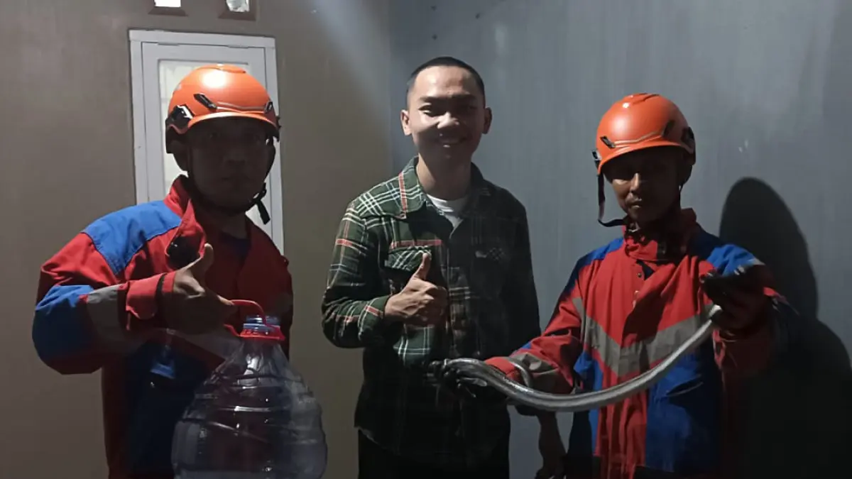 TANGKAP: Tim Damkar Satpol PP Kota Probolinggo mengevakuasi ular sawah di rumah Hary, warga Kelurahan Curah Grinting, Kota Probolinggo, Jumat (24/4) petang. (DAMKAR SATPOL PP KOTA PROBOLINGGO FOR JAWA POS RADAR BROMO)