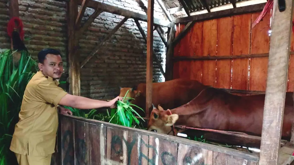 GEMUK: Sekretaris Desa Wedusan Zainul Abdul Rahman mengecek sapi Program Ketahanan Pangan. Ternak ini dibesarkan di kandang milik warga Dusun Wedusan. (ACHMAD ARIANTO/JAWA POS RADAR BROMO)