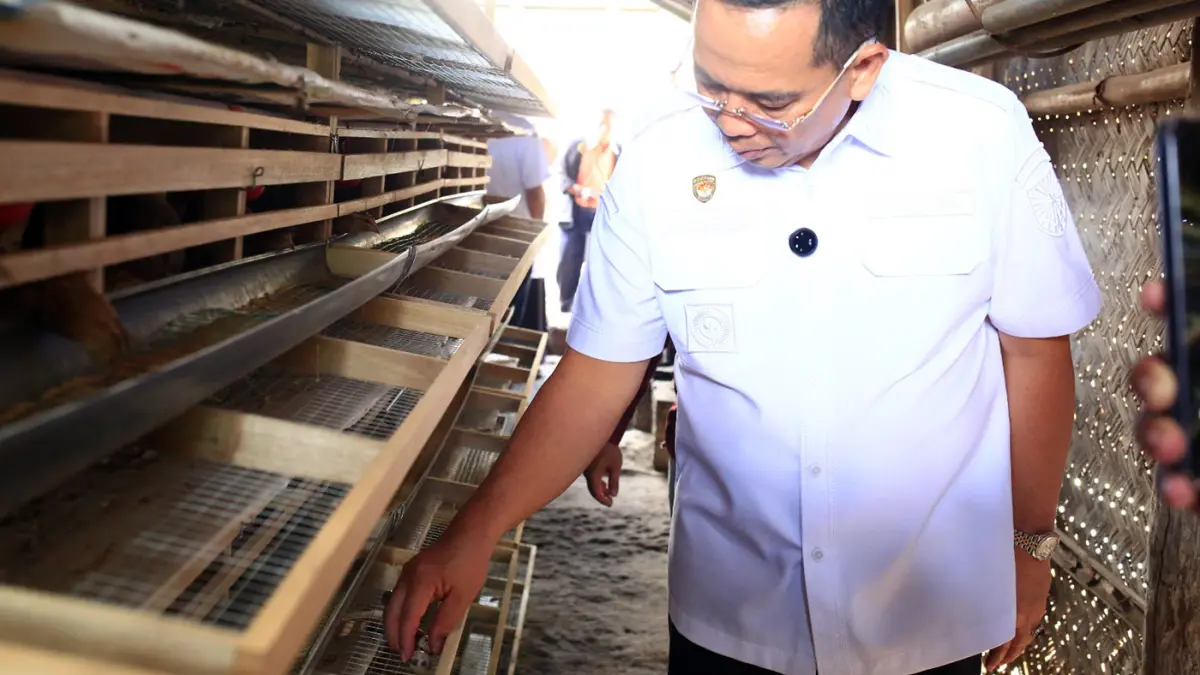 MENINJAU: Wali Kota Probolinggo dr. Aminuddin dan rombongan meninjau lokasi salah satu budi daya ternak burung puyuh penerima bantuan. 
