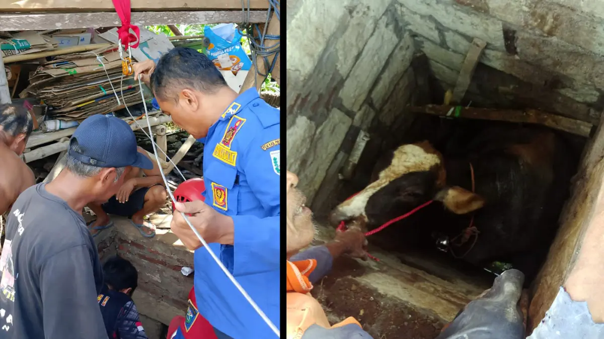 BUTUH WAKTU 3 JAM: TIm Damkar (kiri) saat berupaya mengevakuasi sapi limousin yang nyemplung ke sumur dekat kandangnya.  